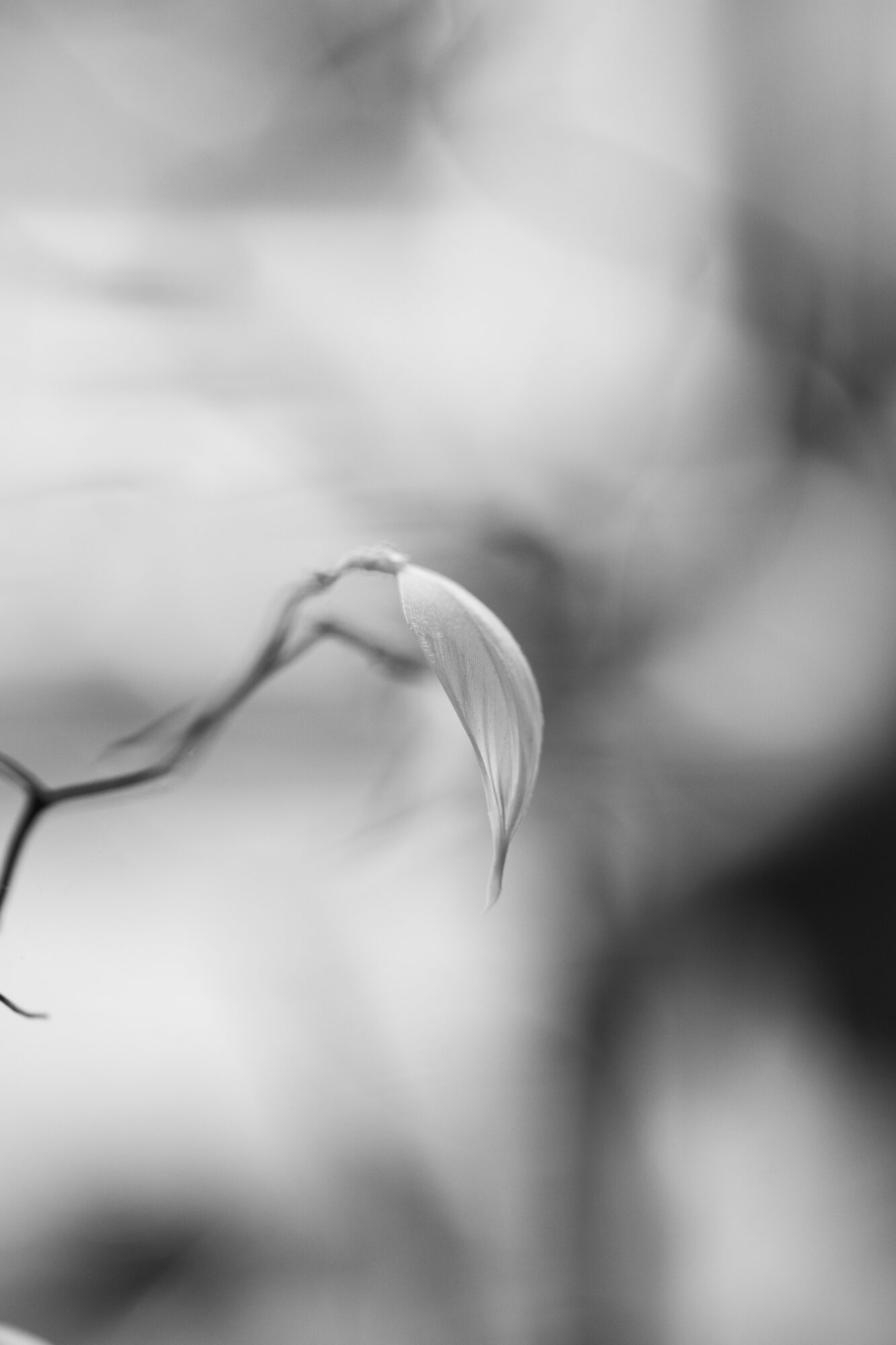Détail d'une plume en noir et blanc chez une artisane plumassière